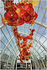 Chihuly Sculptures (7)