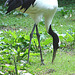 20060509 0315DSCw [D-MS] Mandschurenkranich (Grus japonensis), Zoo, Münster