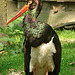 20060509 0319DSCw [D-MS] Schwarzstorch, Zoo, Münster
