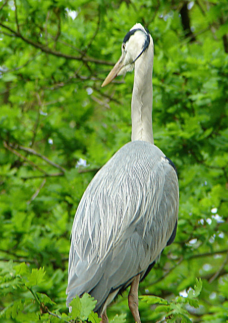 20060509 0320DSCw [D~MS] Graureiher (Ardea cinerea), Zoo, Münster