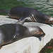 20050818 0037DSCw [NL] Kalifornischer Seelöwe (Zalophus californianus), Emmen