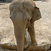 20060509 0331GSCw [D-MS] Asiatischer Elefant (Elephas maximus), Zoo, Münster