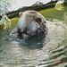 20050818 0040DSCw [NL] Kodiakbär (Ursus arctos middendorffi), Emmen