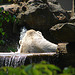 20060509 0249DSCw [D-MS] Syrischer Braunbär, Zoo, Münster