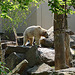 20060509 0251DSCw [D-MS] Syrischer Braunbär, Zoo, Münster