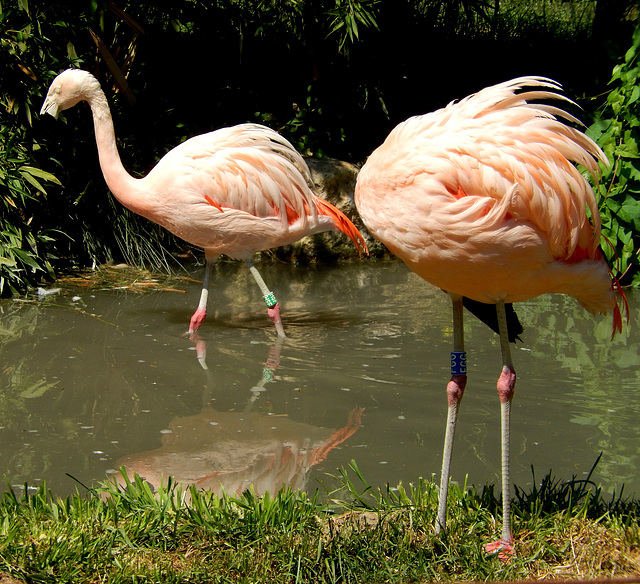 Flamingos (Phoenicopteridae)  ©UdoSm