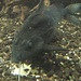 20090618 0575DSCw [D-OS] Dornwels  (Pseudodoras niger), Zoo Osnabrück