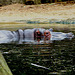 20090611 3190DSCw [D~H] Flußpferd, Zoo Hannover