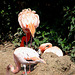 20090618 0480DSCw [D~OS] Kuba-Flamingo (Phoenicopterus ruber), Zoo Osnabrück