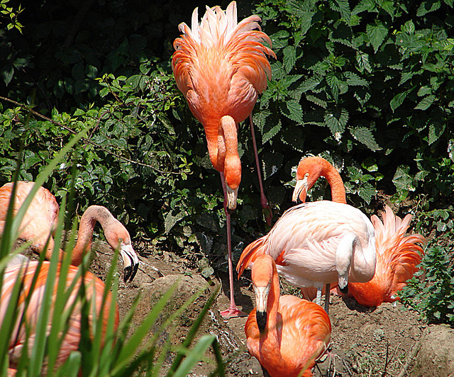 20090618 0481DSCw [D~OS] Kuba-Flamingo (Phoenicopterus ruber), Zoo Osnabrück