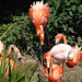 20090618 0481DSCw [D~OS] Kuba-Flamingo (Phoenicopterus ruber), Zoo Osnabrück