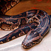 20060509 0262DSCw [D-MS] Tigerpython (Python molurus), Zoo, Münster