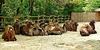 20060509 0269DSCw [D-MS] Trampeltiere (Camelus bactrianus), Zoo, Münster