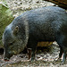 20060509 0272DSCw [D-MS] Halsbandpekari (Pecari tajacu), Zoo, Münster