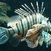 20060509 0314DSCw [D-MS] Pazifischer Rotfeuerfisch (Pterois volitans), Zoo, Münster