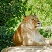 Löwe (Panthera leo, weiblich) ©UdoSm