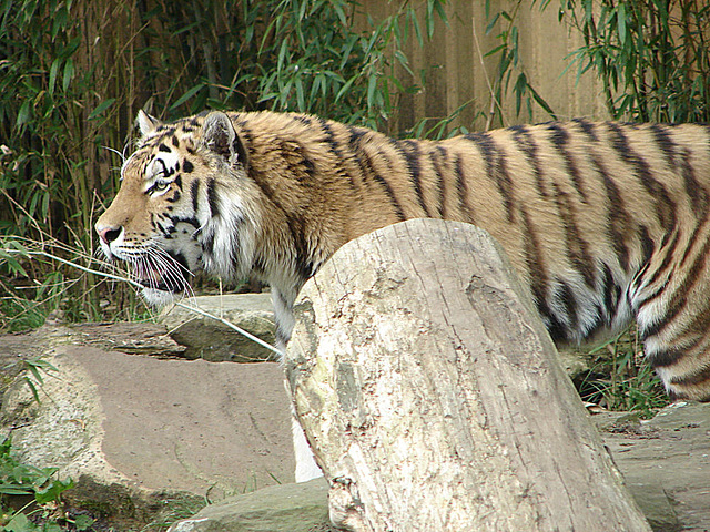 20060509 0324DSCw [D-MS] Sibirischer Tiger (Panthera tigris), Zoo, Münster