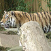 20060509 0324DSCw [D-MS] Sibirischer Tiger (Panthera tigris), Zoo, Münster