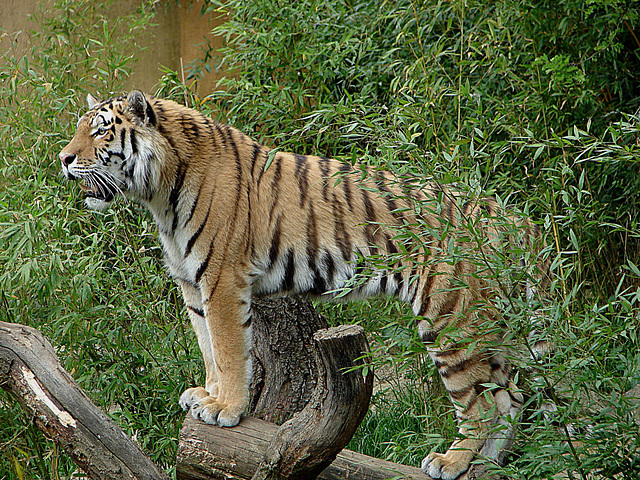 20060509 0325DSCw [D-MS] Sibirischer Tiger (Panthera tigris). Zoo, Münster