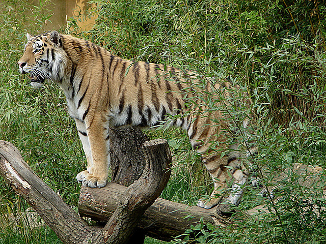 20060509 0326DSCw [D-MS] Sibirischer Tiger (Panthera tigris), Zoo, Münster