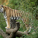 20060509 0326DSCw [D-MS] Sibirischer Tiger (Panthera tigris), Zoo, Münster