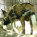 20090618 0494DSCw [D~OS] Afrikanischer Wildhund, Osnabrück