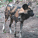 20090618 0495DSCw [D~OS] Afrikanischer Wildhund, Osnabrück