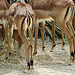 20090618 0500DSCw [D~OS] Impala-Antilope, Osnabrück