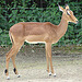 20090618 0501DSCw [D~OS] Impala-Antilope, Osnabrück