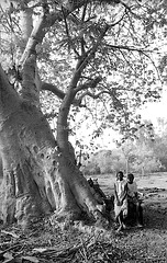 à l'ombre du baobab
