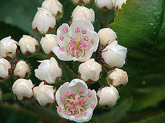 20090423 0023DSCw [D~LIP] Apfelbeere (Aronia prunufolia 'Viking'), Bad Salzuflen