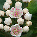 20090423 0023DSCw [D~LIP] Apfelbeere (Aronia prunufolia 'Viking'), Bad Salzuflen