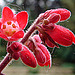 20090504 0029DSCw [D~LIP] Purpurglöckchen (Heuchera Hybride 'Leuchtkäfer'), Bad Salzuflen