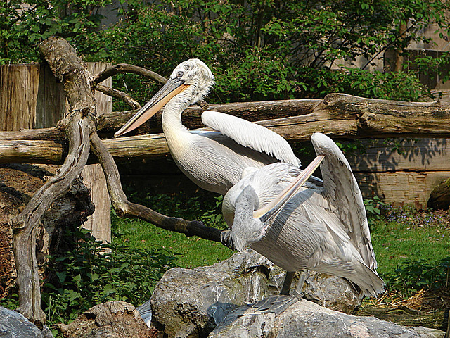 20060509 0328DSCw [D-MS] Krauskopfpelikan (Pelicanus crispus), Zoo, Münster