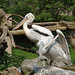 20060509 0328DSCw [D-MS] Krauskopfpelikan (Pelicanus crispus), Zoo, Münster