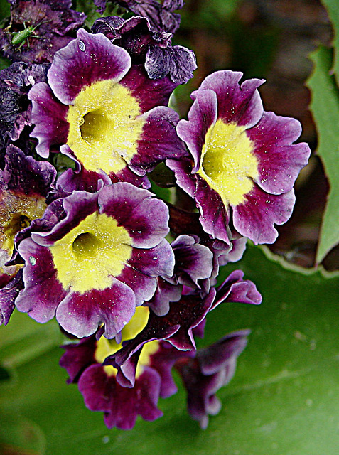 20090504 0030DSCw [D~LIP] Garten-Aurikel (Primula Hortensis-Hybride), Punktierte Zartschrecke, Bad Salzuflen