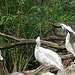 20060509 0329DSCw [D-MS] Krauskopfpelikan (Pelicanus crispus), Zoo, Münster