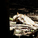 20090618 0506DSCw [D~OS] Hudson-Bay-Wolf (Canis lupus hudsonicus), Osnabrück