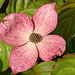 20090520 0038DSCw [D~LIP] Japanischer Blumenhartriegel (Cornus kousa 'Satomi'), Bad Salzuflen