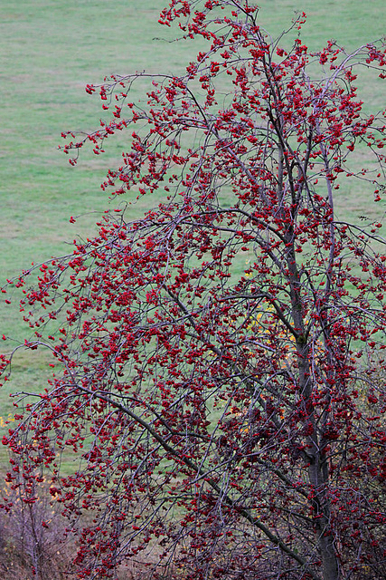 20091105 1085Tw [D~DH] Vogelbeerbaum (Sorbus aucuparia), [Eberesche], Moor, Diepholz