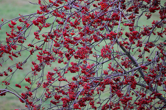 20091105 1088Tw [D~DH] Vogelbeerbaum (Sorbus aucuparia), [Eberesche], Moor, Diepholz