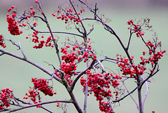 20091105 1091Tw [D~DH] Vogelbeerbaum (Sorbus aucuparia), [Eberesche], Moor, Diepholz