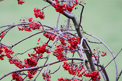 20091105 1094Tw [D~DH] Vogelbeerbaum (Sorbus aucuparia), [Eberesche], Moor, Diepholz