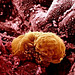 Human Embryo 6 Days Old