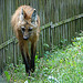 20090618 0519DSCw [D~OS] Mähnenwolf, Zoo Osnabrück