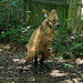 20090618 0520DSCw [D~OS] Mähnenwolf, Zoo Osnabrück