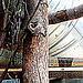 20090618 0527DSCw [D~OS] Grüner Leguan (Iguana iguana), Zoo Osnabrück