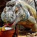 20090618 0529DSCw [D~OS] Grüner Leguan (Iguana iguana), Zoo Osnabrück