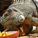 20090618 0530DSCw [D~OS] Grüner Leguan (Iguana iguana), Zoo Osnabrück