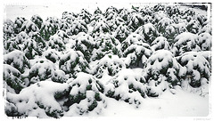 Grünkohl an Schneehaube (pip)